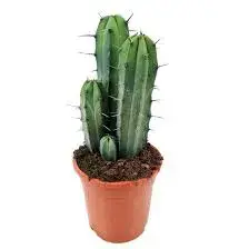 Organic Cactus Plant